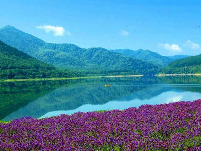 Lake Kanayama Lavender
