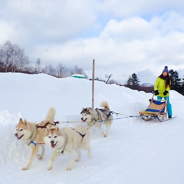 Dog Sled