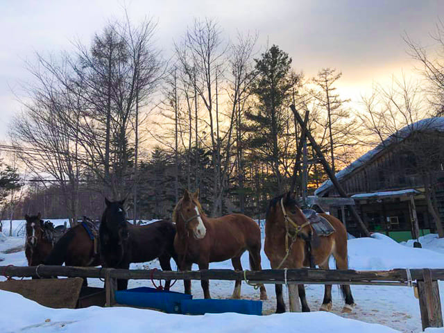 Horseback Riding