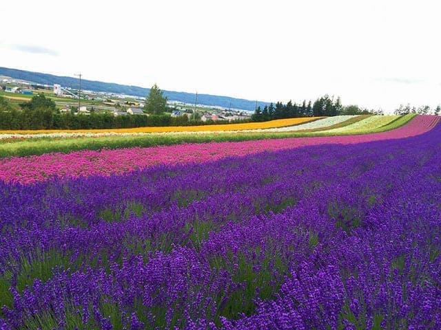 furano june weather nature lavender