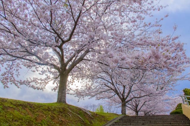 otaru cherry blossom nature