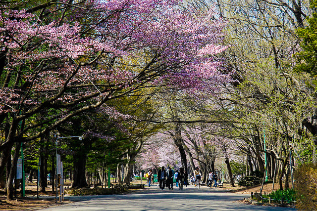 cherry blossom sapporo maruyama park