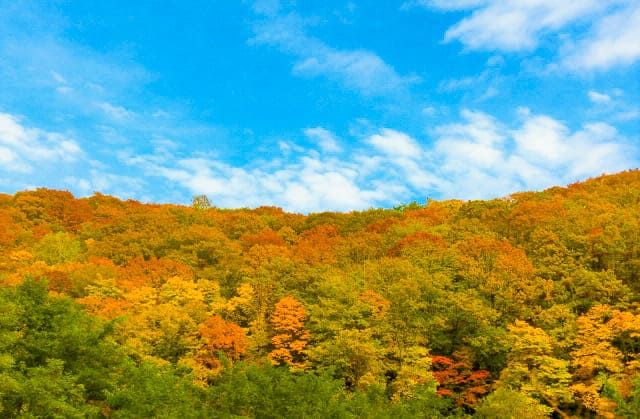 autumn furano nature image
