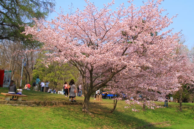 札幌　桜